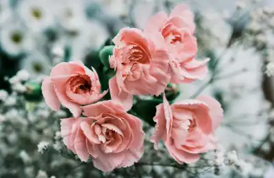 January's birth flowers carnations