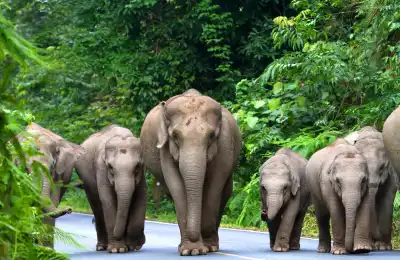 Lucky Animals in Religion