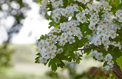 Hawthorn