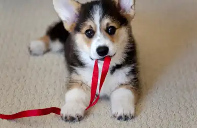 Tools for Puppy Socialisation