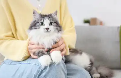 clingy cat on owner's knee