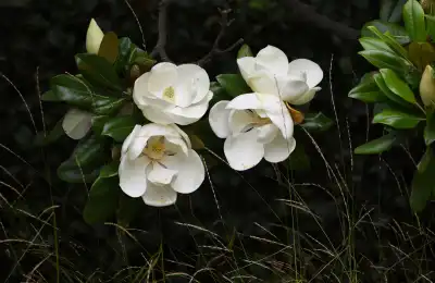 white magnolia flowers