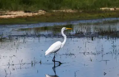 Heron Colours and Their Spiritual Meanings