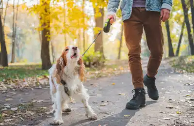 Why is My Dog Reactive to Other Dogs?