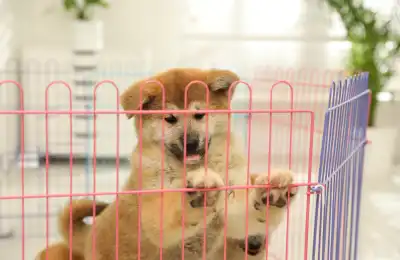Puppy in a playpen