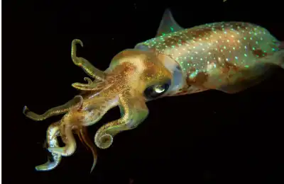 giant squid photo