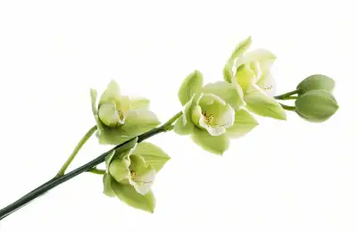 Green Orchids