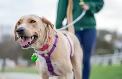 How to Manage Dog Parks and Public Spaces