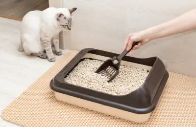 Cat looking at the litter tray
