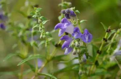 Skullcap