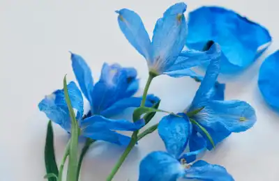 blue Delphinium 