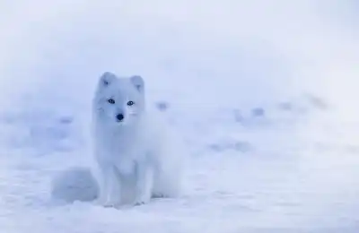 Fox Colours and Their Spiritual Meanings