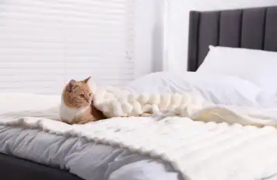 cat sitting in human bed