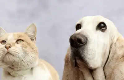 Basset Hound and cat