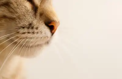 What Is Whisker Fatigue
