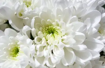 Colours of the November Flower