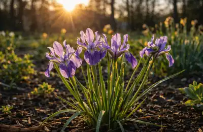 purple wild iris flowers