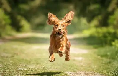Brown happy dog running