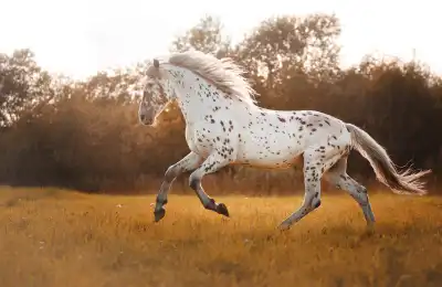 horse running through field