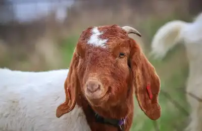 Year of the Goat Personality Traits