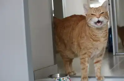 orange cat meowing after food
