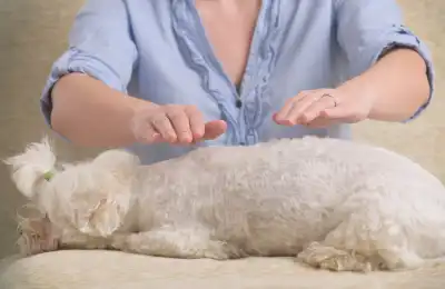 Pet reiki
