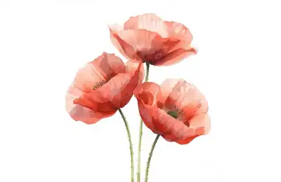 August birth flower poppy artwork