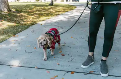 5 Steps to Stop Your Dog Pulling on the Lead