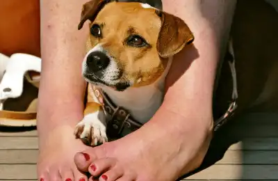 Signs of a Clingy Dog