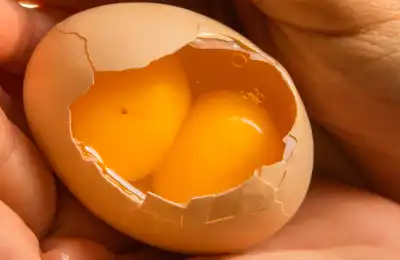 Double egg yolk