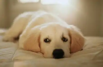 Should I Tap My Puppy on the Nose When He Bites?