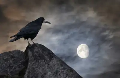 Common Birds and Their Spiritual Meanings