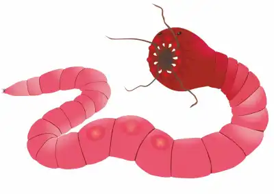 Mongolian Death Worm