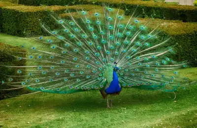 Peacock