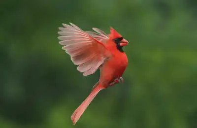 cardinal flying