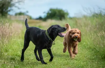 Image of two dogs walking and playing outside.