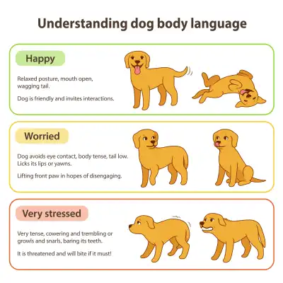 Dog body language chart