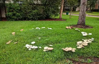 The Fairy Ring mushrooms