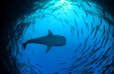 Sharks in Different Cultures