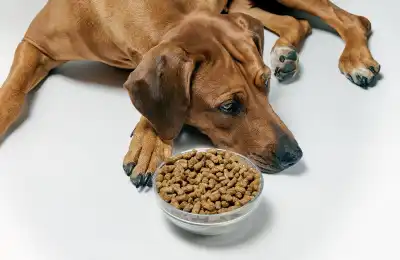 Dog with loss of appetite