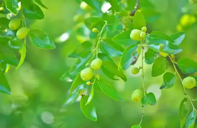 Chinese Calming Herbs