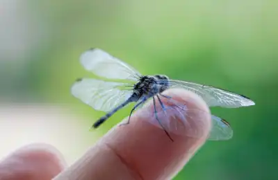 What Does It Mean When a Dragonfly Lands on You?