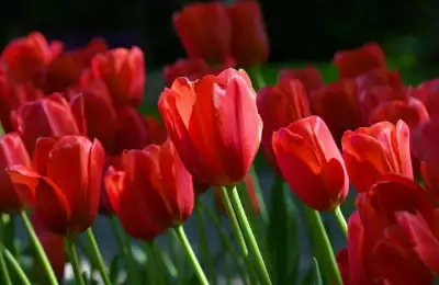 red tulips in garden