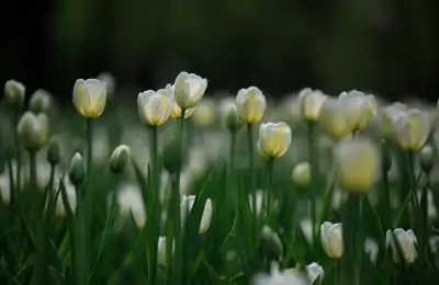 white tulips