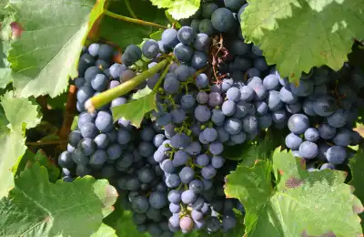 purple grapes in a tree
