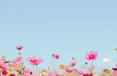 cosmos in field blue sky