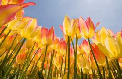Image of tulips growing outside.
