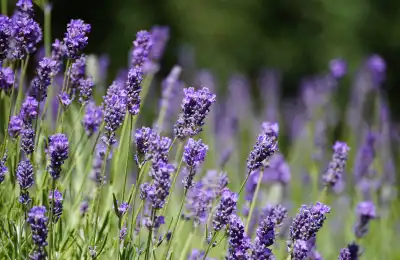 lavender in field