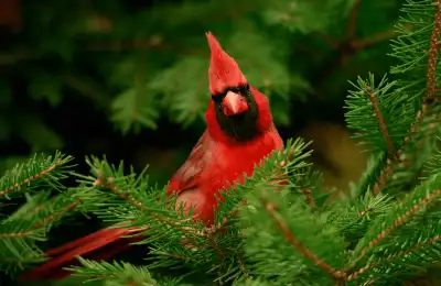 red cardinal in a pine tree