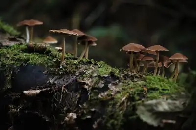 Fungi